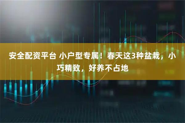 安全配资平台 小户型专属！春天这3种盆栽，小巧精致，好养不占地